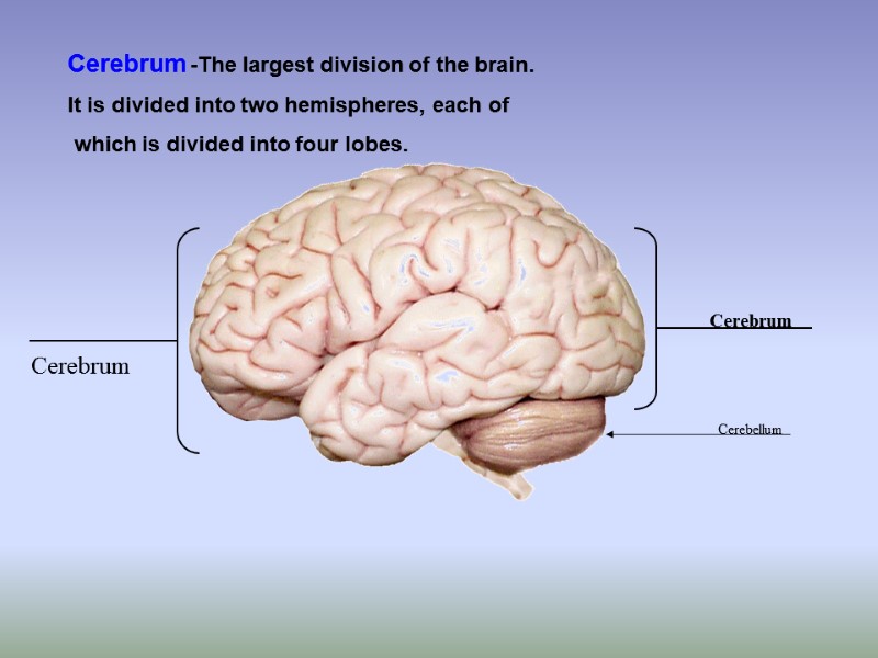 Cerebrum -The largest division of the brain.   It is divided into two